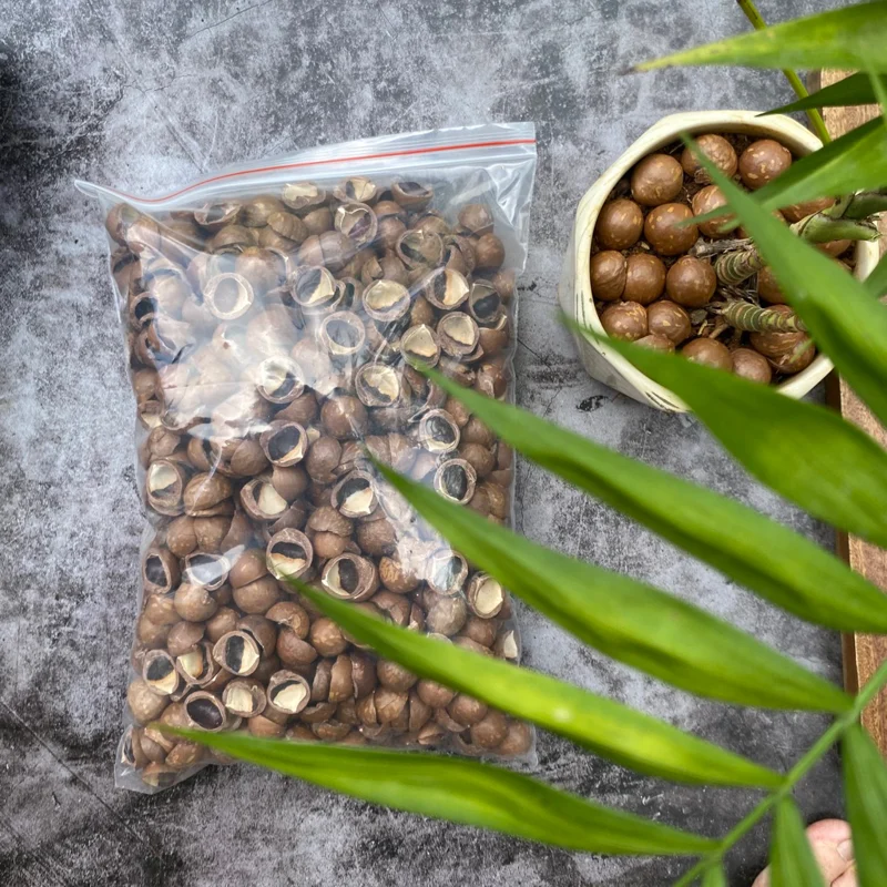 Vỏ macca khô trang trí và trồng cây